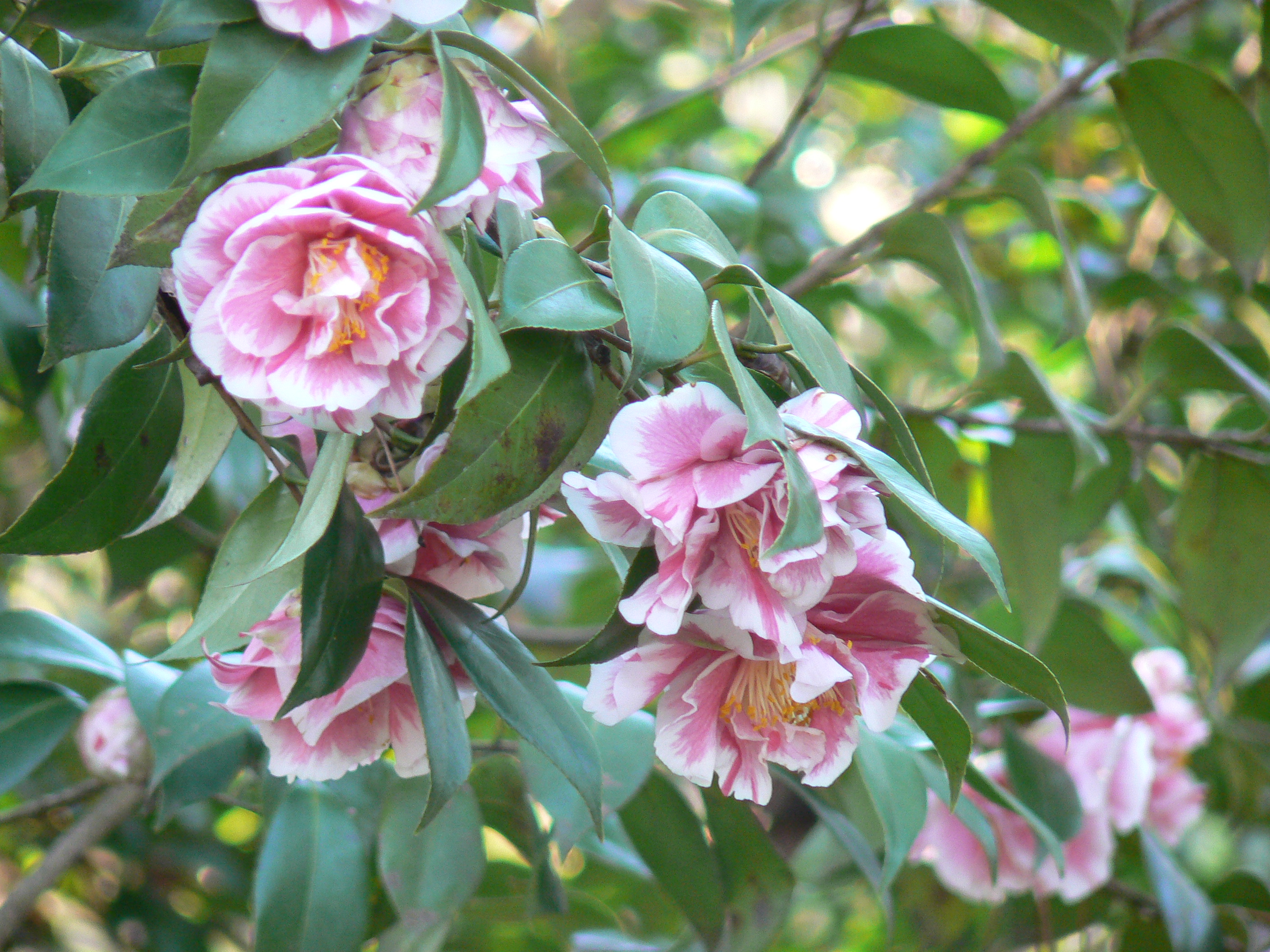 Image Gallery