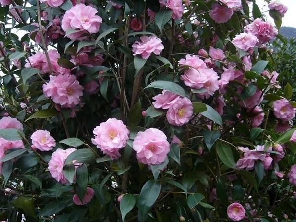 Image Gallery