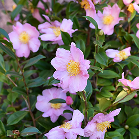 Image Gallery